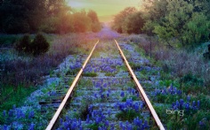 BlueBonnets1920x12004-10-2012 3_25_02 PM Bing Desktop